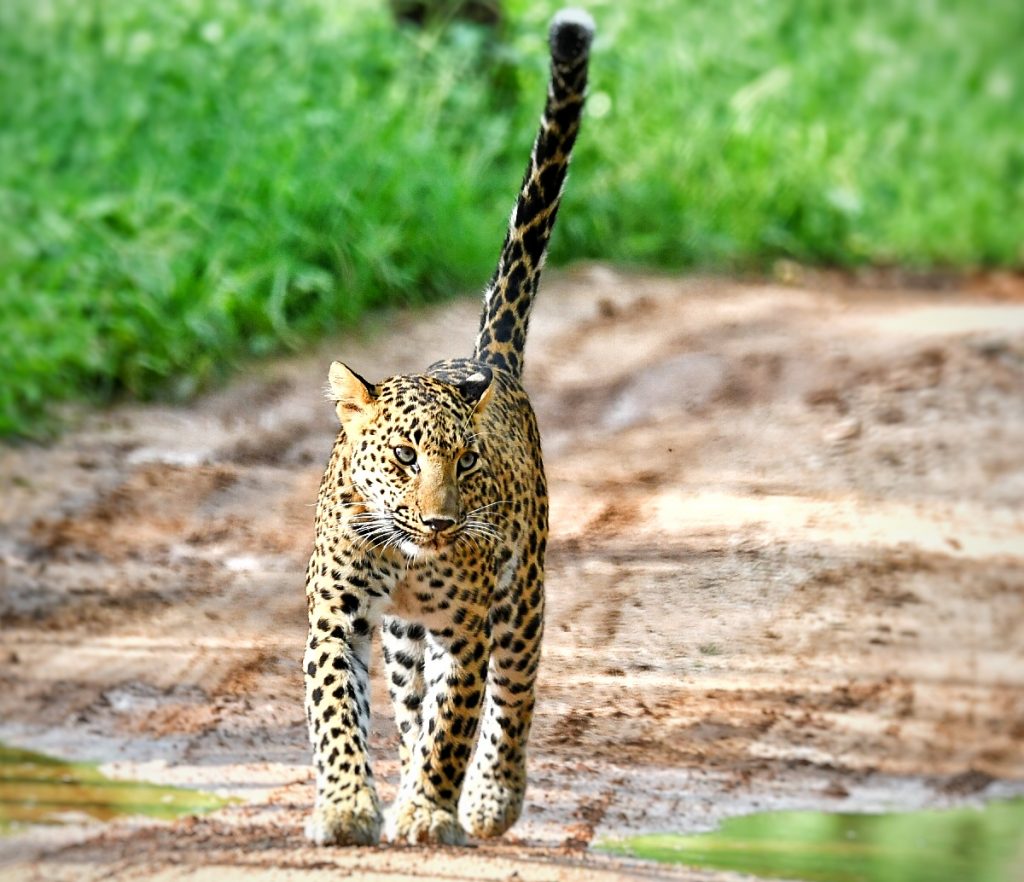 lepord safari rajasthan